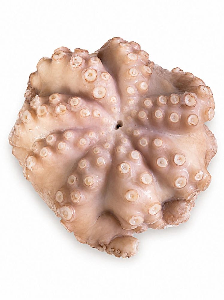 POLVO VIRGEM MRC 5/6 KG FLOR / CX: 1UN - MOYSEAFOOD