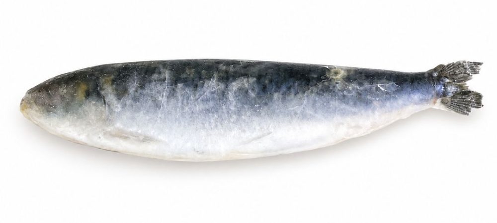 SARDINHA PORTUGUESA CONG. GRANEL CX:7KG