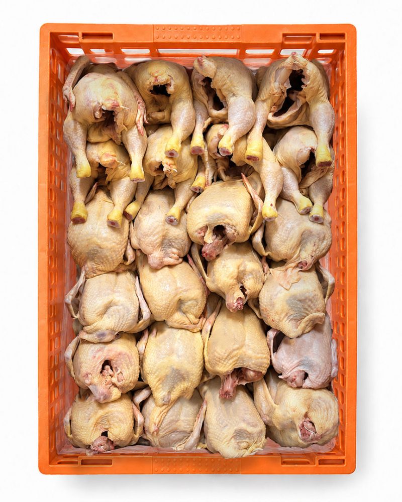 FRANGO FRESCO 600/700GR S/P CX:20 UN